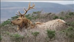 Tule Elk